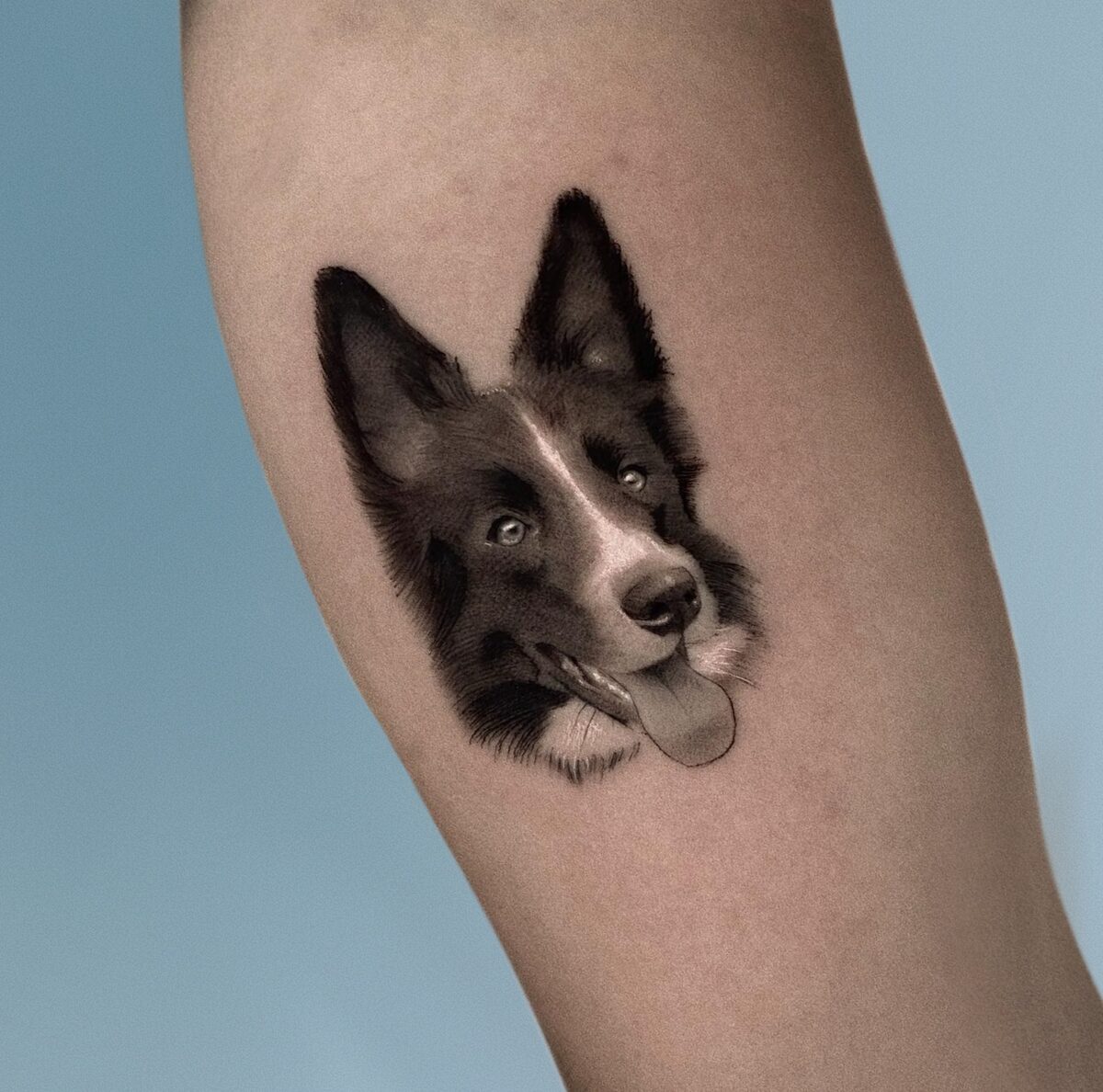 Retrato microrealista de Border Collie